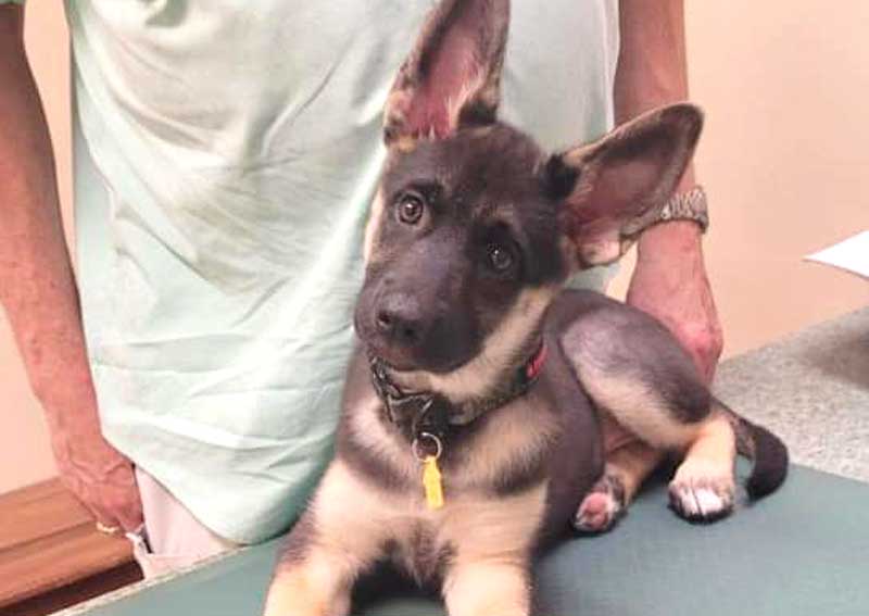 Carousel Slide 5: Dog veterinarians